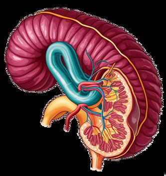 Pancreas